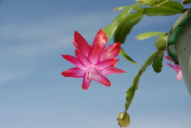 How to Trim a Christmas Cactus 1